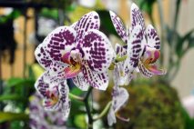 PL0008 - Spotted Phal