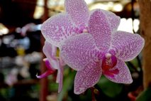 PL0012 - Pink Orchid