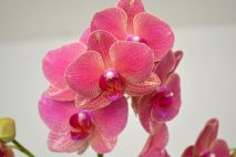 PL0017 - Peach Orchid