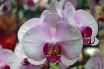 PL0022 - Purple Orchid