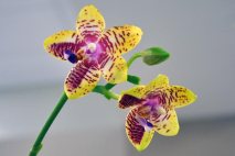 PL0004 - Yellow/Pink Orchid