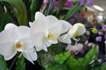 PL0006 - White Orchids
