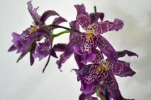 PL0009 - Purple Orchid