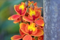 PL0011 - Orange Orchid