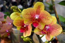 PL0021 - Yellow Orchid